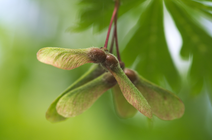 sycamore